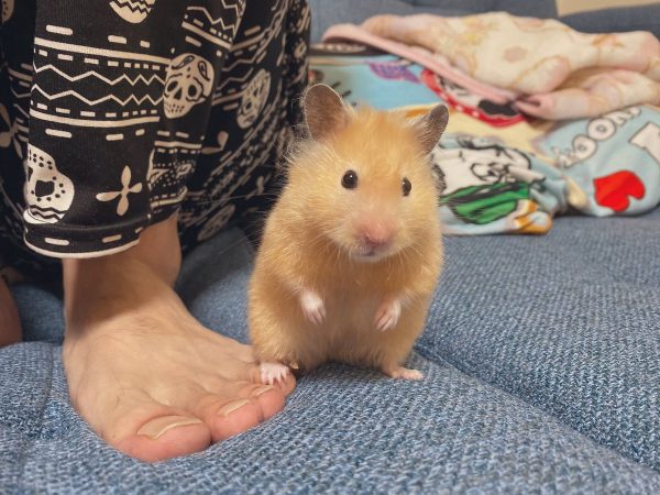 足をしれっと踏んでくる「人間を下に見ているハムスター様」がかわいく 