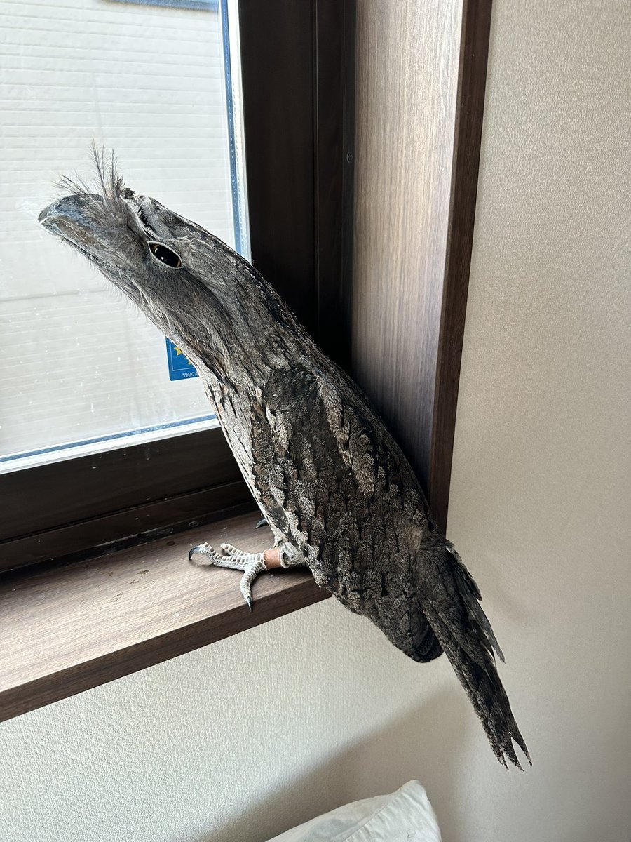 部屋に入ったら飼ってる鳥が細長ーい姿に！木の枝に擬態する「ガマグチヨタカ」の暮らしを飼い主さんに聞く - Togetter [トゥギャッター]