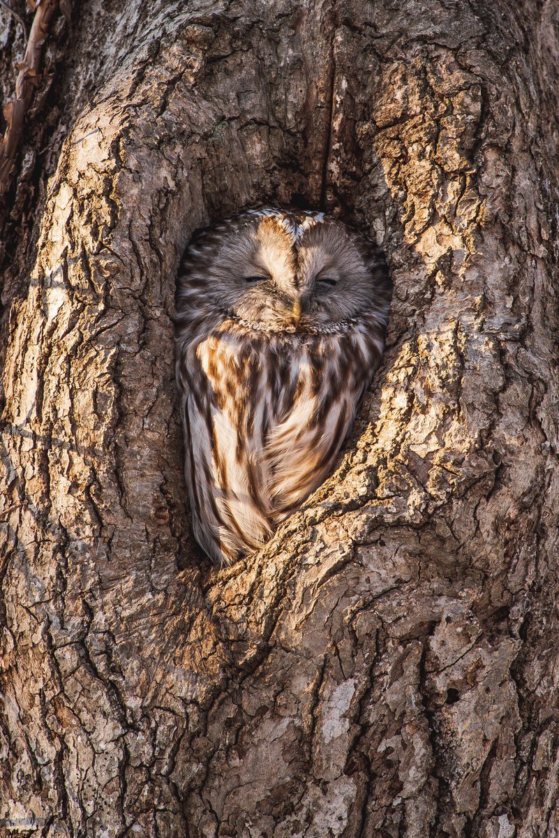 木の上にフクロウ３羽 木のフクロウ】ふくろう3羽セット ふくろう家族 フクロウ置物 贈り物などに