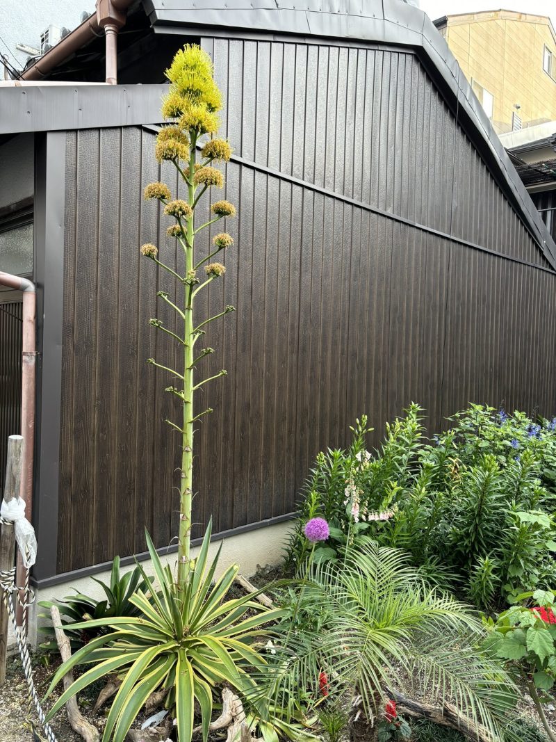 100年に1度咲く花、、、、Agave苗木